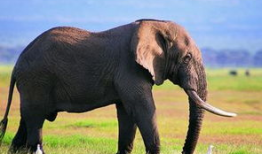 大象视频在线观看,在线观看，畅享视听盛宴